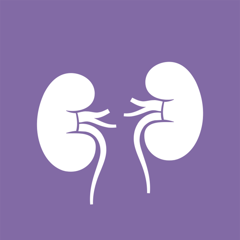 Renal Function (Fx) Test